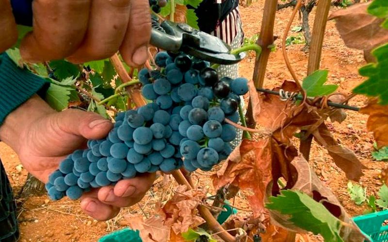 Uva ecológica de gran calidad