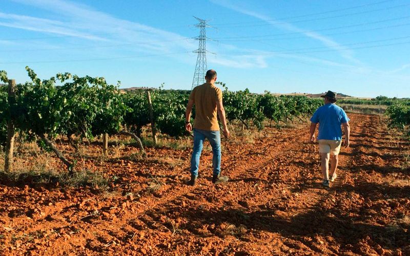 Elaboración de vino ecológico