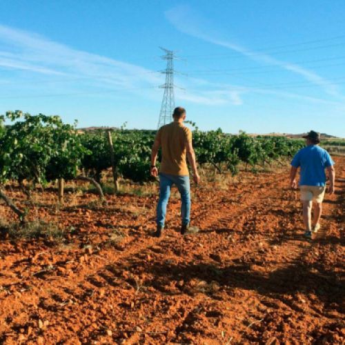 Elaboración de vino ecológico