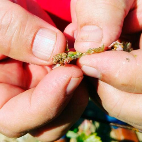 Uva y caldos ecológicos de calidad