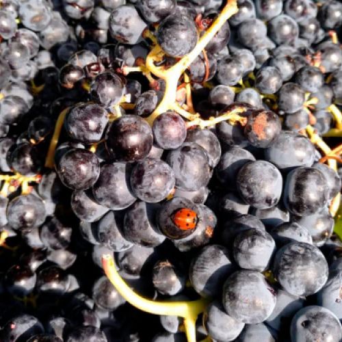 Uva de viñedos ecológicos en Zamora