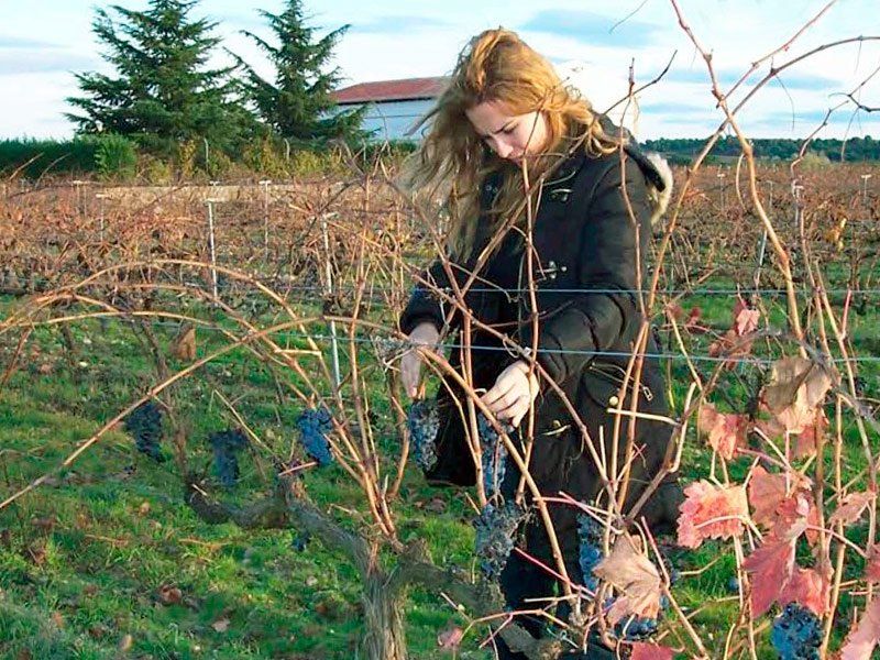 Vinos ecológicos en Toro Bodegas Gil Luna
