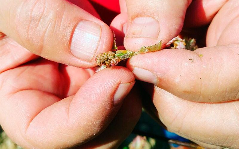 Uva y caldos ecológicos de calidad