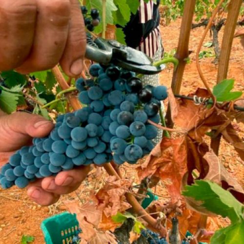 Uva ecológica de gran calidad